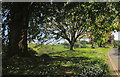 Trees on verge, Kingsbridge Hill, Totnes