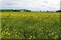 Looking over the rape crop to Yarl