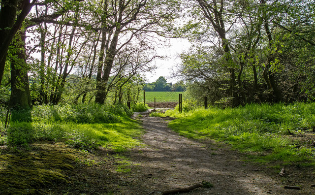 Bridleway at edge of woodland near Mill Lane, Toot Hill