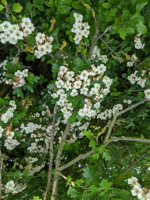 Hawthorn in hedgerow - 2