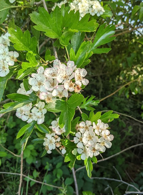 Hawthorn in hedgerow - 3