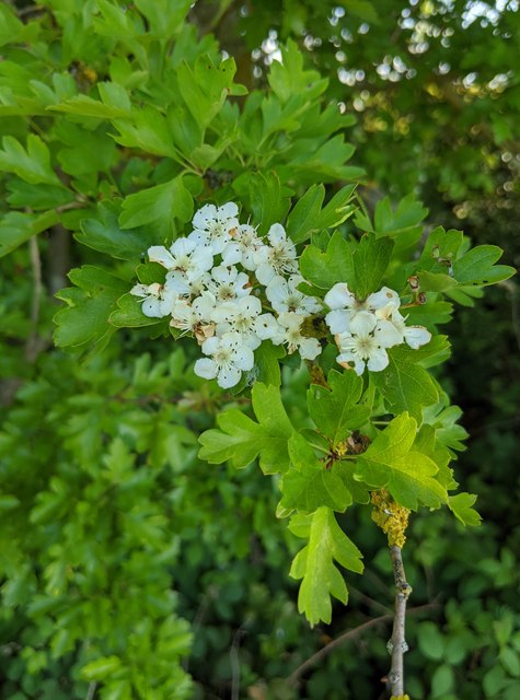 Hawthorn in hedgerow - 4