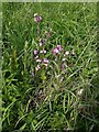 Carlton Cemetery Flowers ? Red Campion (Silene dioica)