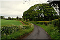 Trees along Drumconnelly Road