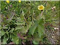 SK6141 : Carlton Cemetery Flowers  Sow Thistle, probably Sonchus arvensis by Alan Murray-Rust