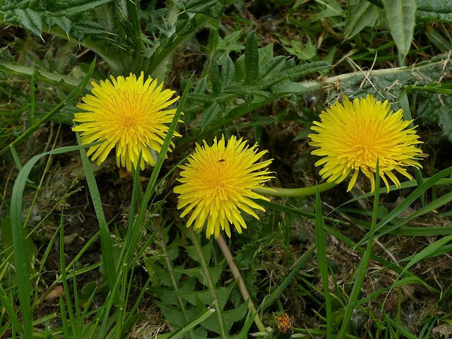 Carlton Cemetery Flowers – Dandelion... © Alan Murray-Rust cc-by-sa/2.0 ...