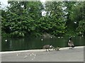 Canada geese on the lake shore, Thornes Park, Wakefield