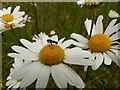 Carlton Cemetery Flowers ? Ox-eye Daisy (Leucanthemum vulgare) with hoverfly