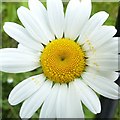 Carlton Cemetery Flowers ? Ox-eye Daisy 21/34