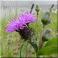 Carlton Cemetery Flowers ? Common Knapweed (Centaurea nigra)