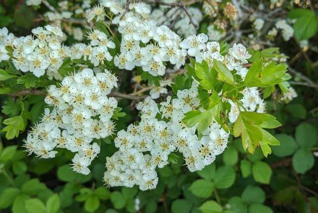 Hawthorn in hedgerow - 7