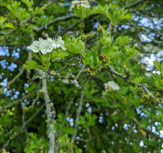 Hawthorn in hedgerow - 8
