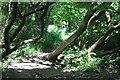 Misshapen trees on footpath to Pennar Lane