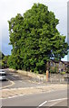 ST3090 : Dominant trees on a Malpas corner, Newport by Jaggery