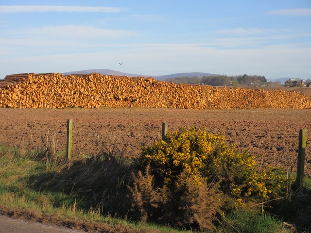 Timber at Padanaram