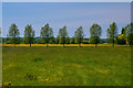 Sharpham : Grassy Field