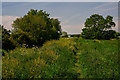 Sharpham : Grassy Path