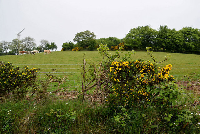 Whins, Tycanny © Kenneth Allen Cc-by-sa 2.0 :: Geograph Ireland