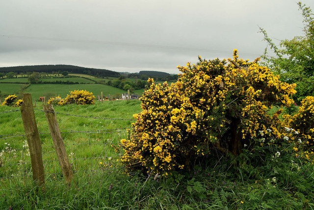 Whins, Tycanny © Kenneth Allen cc-by-sa/2.0 :: Geograph Ireland