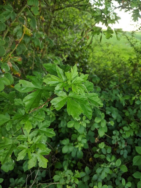 Hawthorn in hedgerow - 11