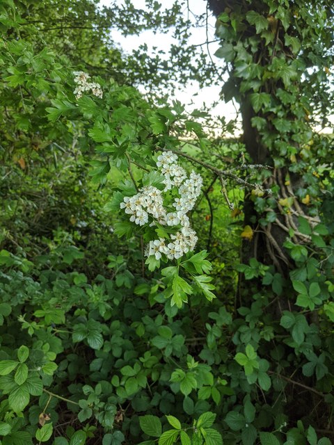 Hawthorn in hedgerow - 12