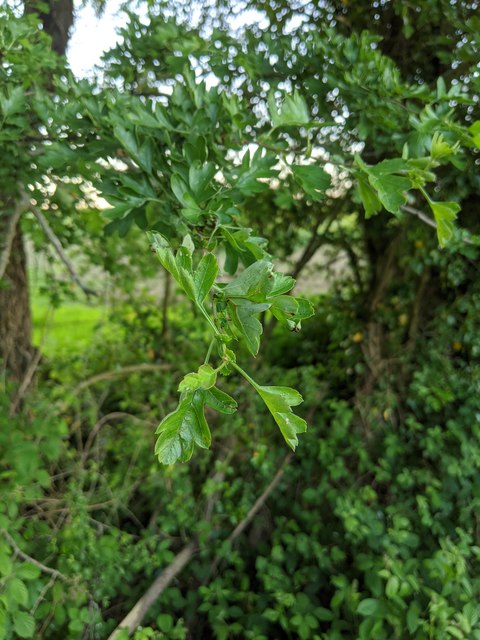 Hawthorn in hedgerow - 14