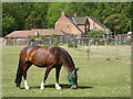 Horse grazing in a field at Red House, Faversham