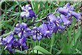 Hybrid Bluebell, Heddon Common