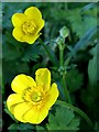 NZ1266 : Creeping buttercup (Ranunculus repens), Heddon Common by Andrew Curtis