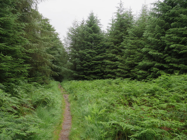 Public footpath, Grizedale Forest