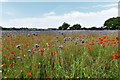 Stanton: Field of wild flowers and poppies