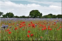 TL9572 : Stanton: Field of wild flowers and poppies by Michael Garlick