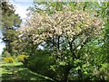 Blossoming tree by the Clyde