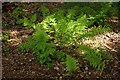 Ferns beside the golf course