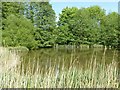 Lambley Reed Pond