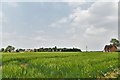 Wingfield, Town Farm: Cereal crop