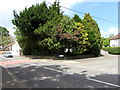 Trees on a corner of Ponthir, Torfaen