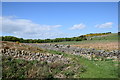 Consumption dyke in the Aberdeenshire landscape