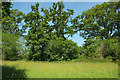 Meadow and trees, Dartington Lane