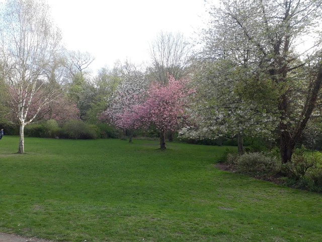 Blossoming trees in Jesmond Dene, Newcastle upon Tyne