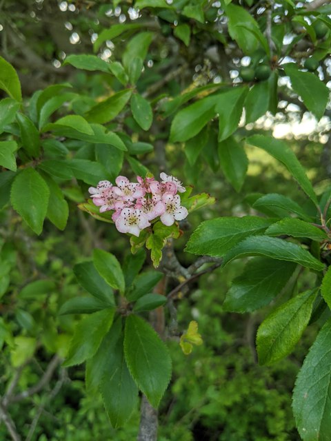 Hawthorn in hedgerow - 15