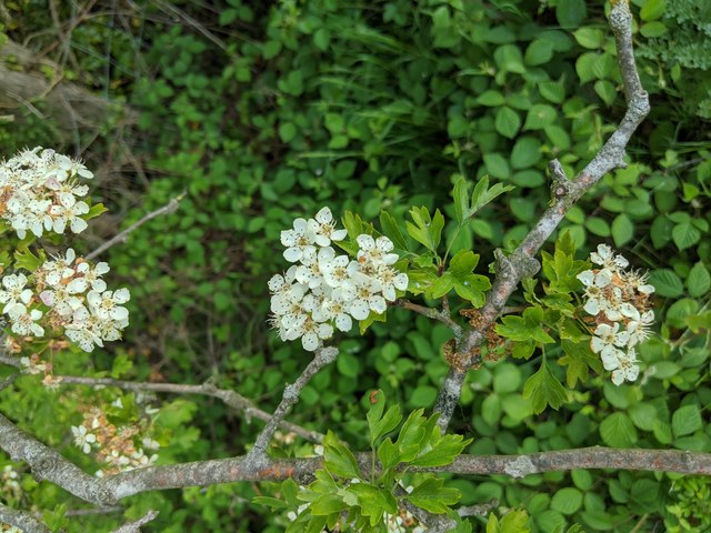 Hawthorn in hedgerow - 16