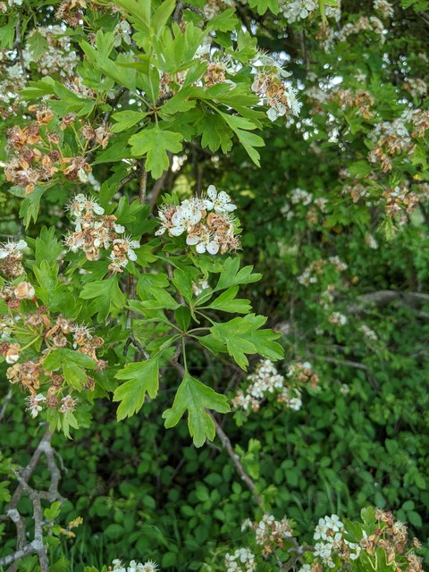 Hawthorn in hedgerow - 17