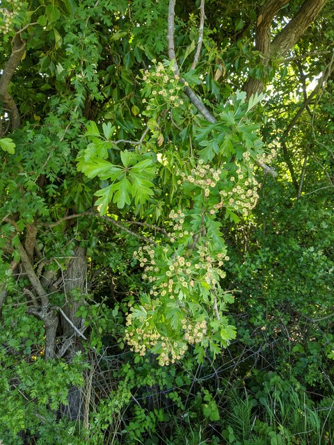 Hawthorn in hedgerow - 18