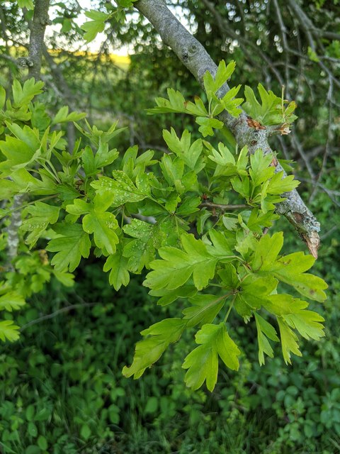 Hawthorn in hedgerow - 20