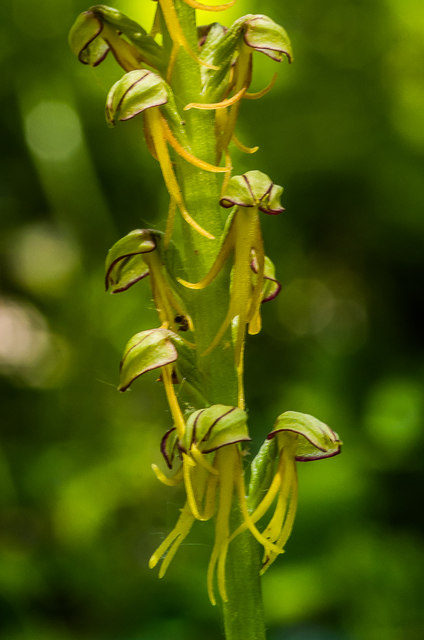 Man Orchid (Orchis anthropophora) 