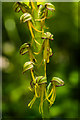 TQ2352 : Man Orchid (Orchis anthropophora)  by Ian Capper