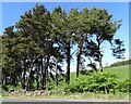 Pine copse beside the road at Elm Park