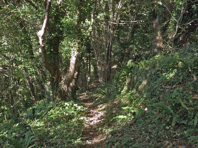 Woodland footpath east of Wig Fach