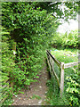 Overgrown hedge obstructing Wadsworth Footpath 75, Link 1